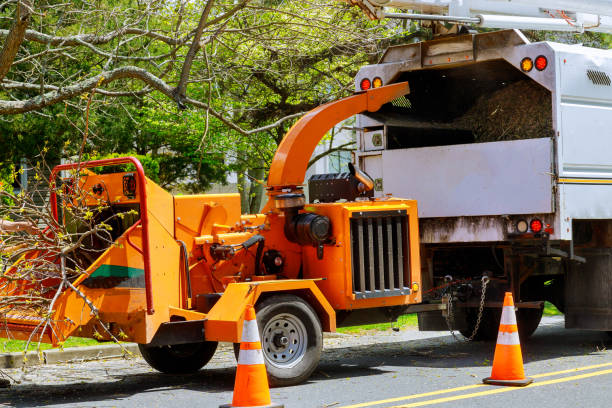 Professional  Tree Services in Jackson, OH