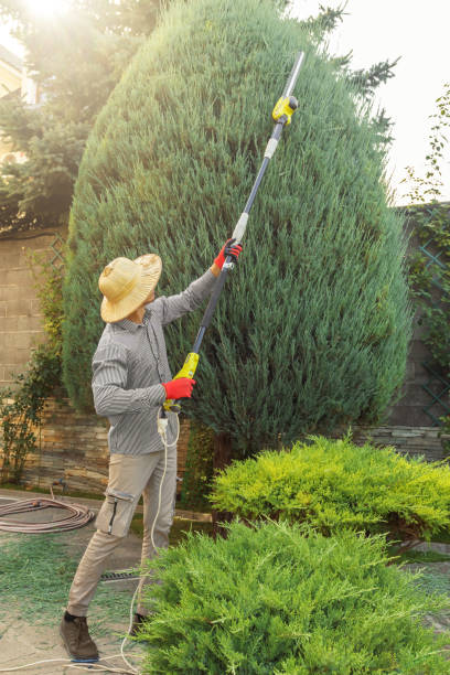 Why Choose Our Tree Removal Services in Jackson, OH?